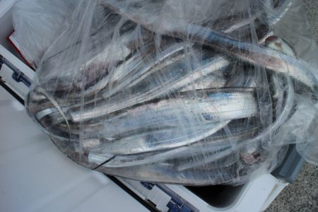 KIM Fishing Guide Service 釣果