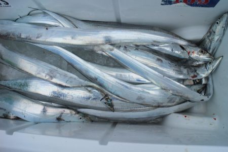 KIM Fishing Guide Service 釣果