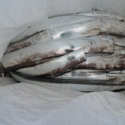 KIM Fishing Guide Service 釣果