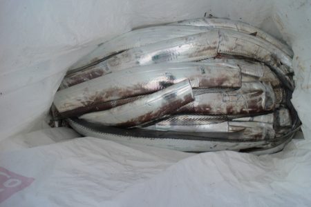 KIM Fishing Guide Service 釣果