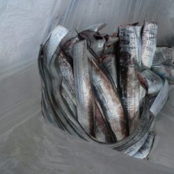 KIM Fishing Guide Service 釣果