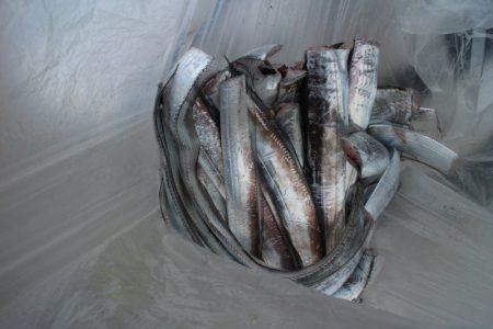 KIM Fishing Guide Service 釣果