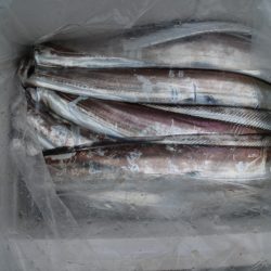 KIM Fishing Guide Service 釣果