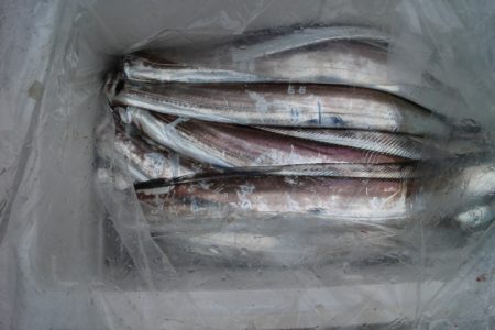 KIM Fishing Guide Ser…