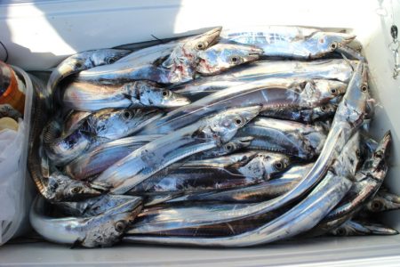 KIM Fishing Guide Ser…