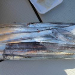 KIM Fishing Guide Service 釣果