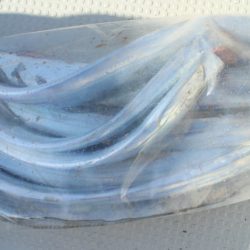 KIM Fishing Guide Service 釣果