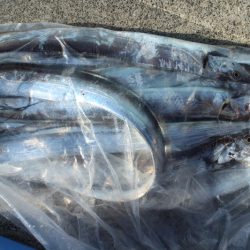 KIM Fishing Guide Service 釣果