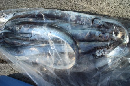 KIM Fishing Guide Service 釣果