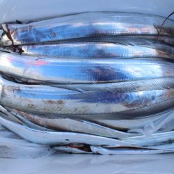 KIM Fishing Guide Service 釣果