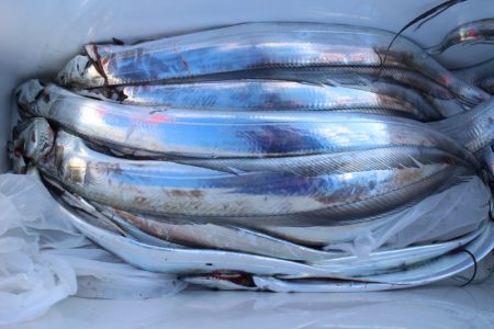 KIM Fishing Guide Service 釣果