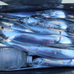 KIM Fishing Guide Service 釣果