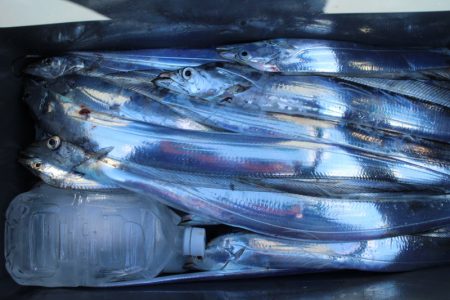 KIM Fishing Guide Service 釣果