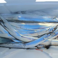 KIM Fishing Guide Service 釣果