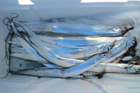 KIM Fishing Guide Service 釣果