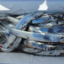 KIM Fishing Guide Service 釣果