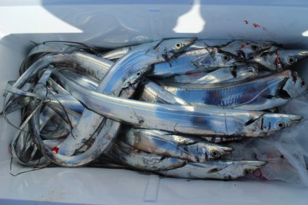 KIM Fishing Guide Service 釣果