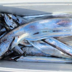 KIM Fishing Guide Service 釣果