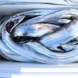 KIM Fishing Guide Service 釣果