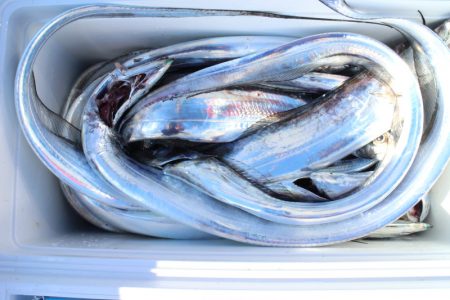 KIM Fishing Guide Service 釣果