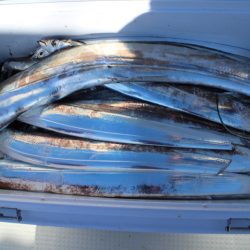 KIM Fishing Guide Service 釣果