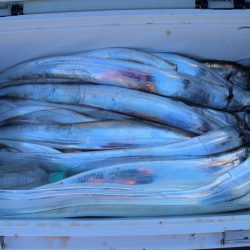 KIM Fishing Guide Service 釣果