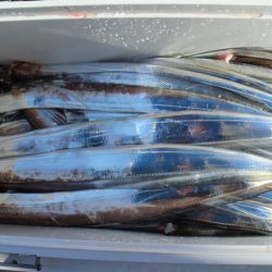 KIM Fishing Guide Service 釣果