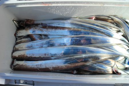 KIM Fishing Guide Service 釣果