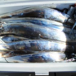 KIM Fishing Guide Service 釣果