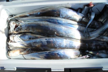 KIM Fishing Guide Service 釣果