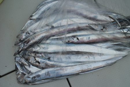 KIM Fishing Guide Ser…