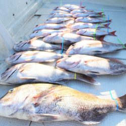 KIM Fishing Guide Service 釣果