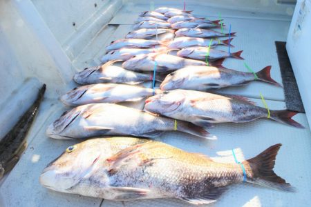 KIM Fishing Guide Ser…