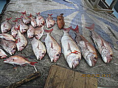 遊漁船 未紗奈 釣果