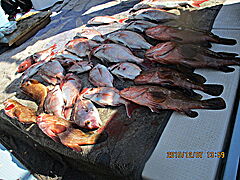 遊漁船 未紗奈 釣果