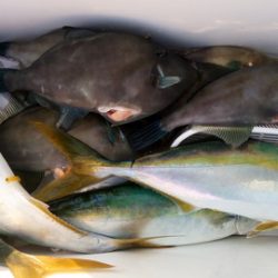 弘福丸 釣果