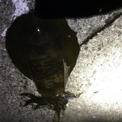 １２月でもまだまだエギングでアオリイカ釣れます