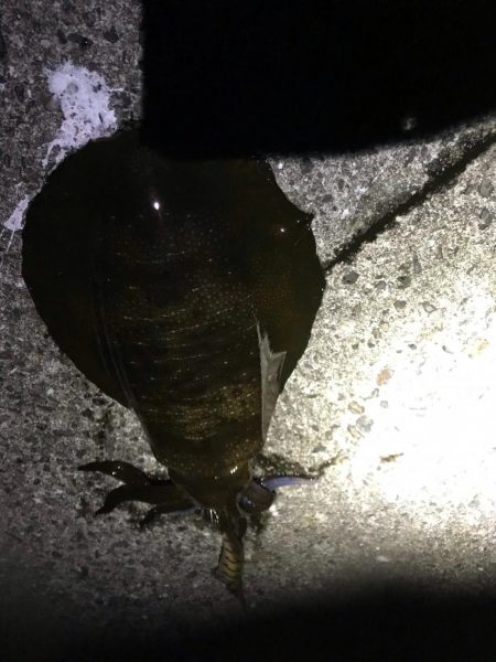 １２月でもまだまだエギングでアオリイカ釣れ…