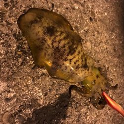 アジングでアジとエギングでアオリイカの釣果