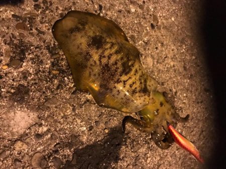 アジングでアジとエギングでアオリイカの釣果…