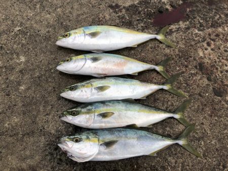 竿納で青物連発！