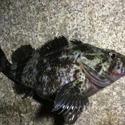 夜ライトロック