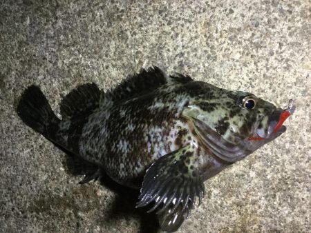 夜ライトロック