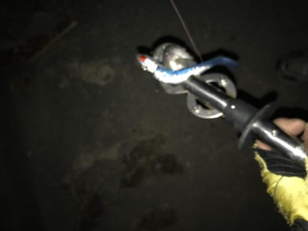 シーバス厳しい