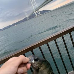 コブダイにご注意を…