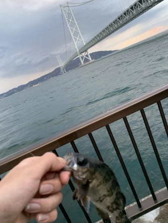 コブダイにご注意を…