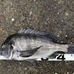 イチノ兄弟、釣果！