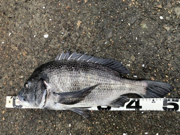 イチノ兄弟、釣果！