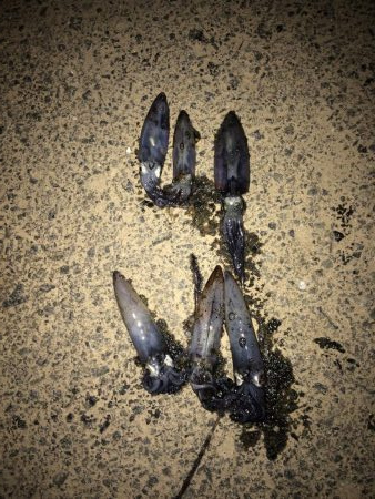 ヒイカ3 パラパラ 群小さい