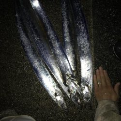 12月2日神戸太刀魚、大サバ